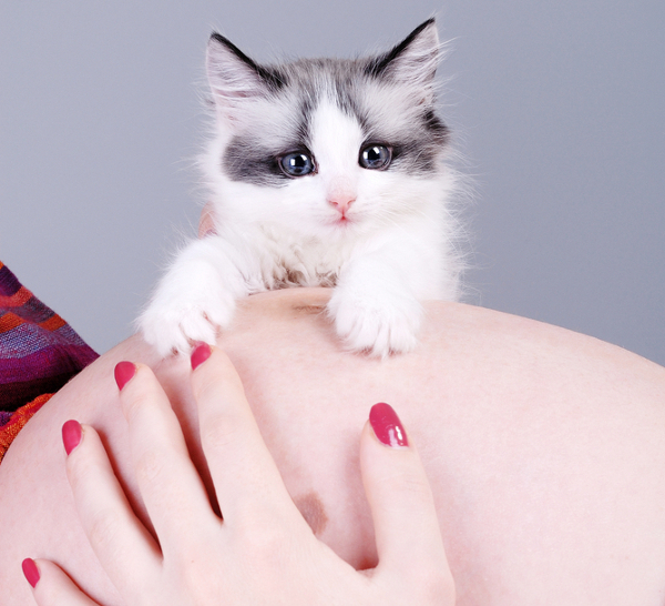 как кошки реагируют на беременность хозяйки
