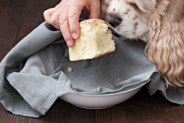 можно ли давать собаке белый хлеб