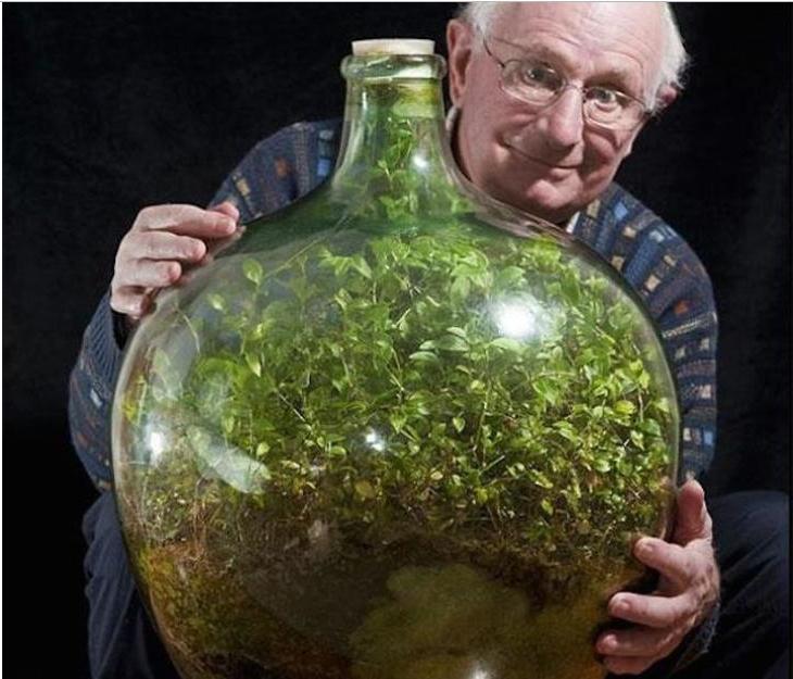Ученый взял бутыль, посадил в ней растения и закупорил на 47 лет (фото)