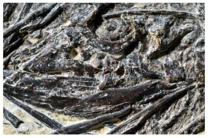 Последний обед: ученые обнаружили любопытные окаменелости - древнюю ящерицу в желудке динозавра