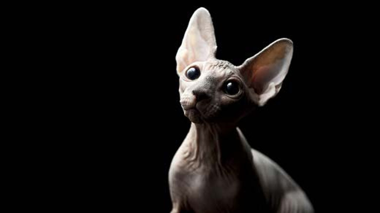 Скучать не придется: 10 популярных пород кошек, признанных самыми умными
