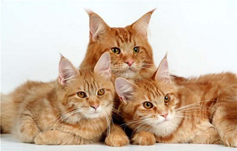 Скучать не придется: 10 популярных пород кошек, признанных самыми умными