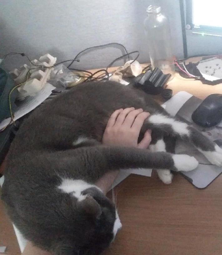 Кошки, которые великолепно чувствуют себя на вашем рабочем месте: фото