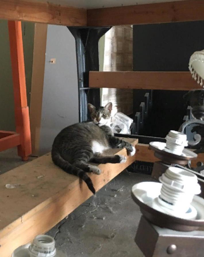 Кошки, которые великолепно чувствуют себя на вашем рабочем месте: фото