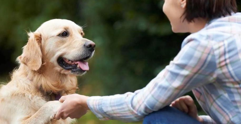 Хотите укрепить отношения со своей собакой? Тогда разговаривайте с ней: новое исследование