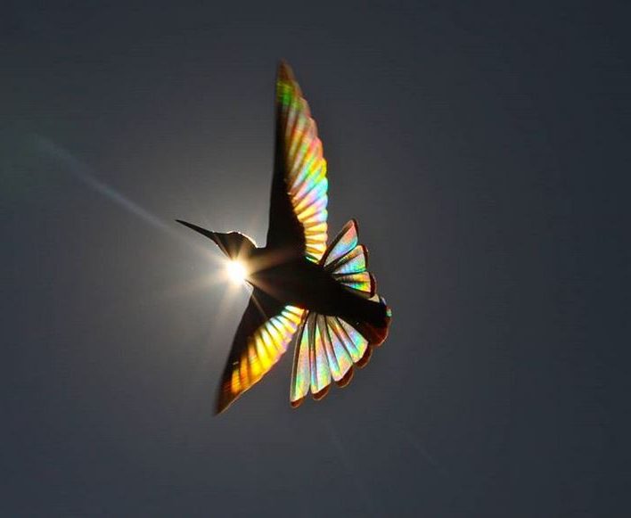Красота, невидимая глазу: фотограф заснял призматический цвет солнца, пробивающегося сквозь крылья колибри