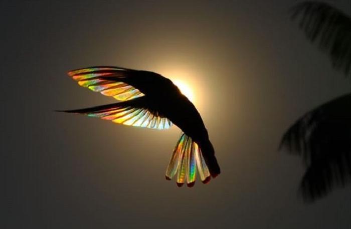 Красота, невидимая глазу: фотограф заснял призматический цвет солнца, пробивающегося сквозь крылья колибри