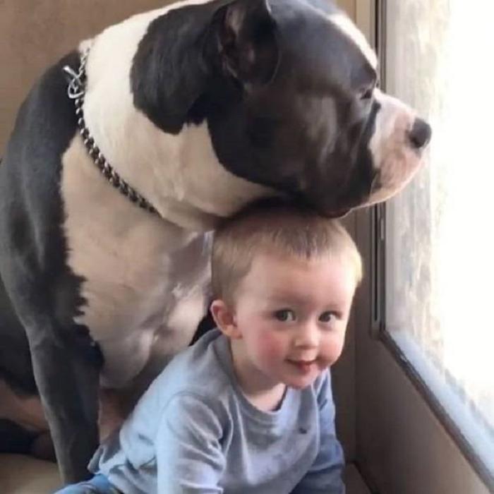 Отец фотографирует маленького сына с собакой, чтобы показать, что питбули не такие страшные, как о них говорят