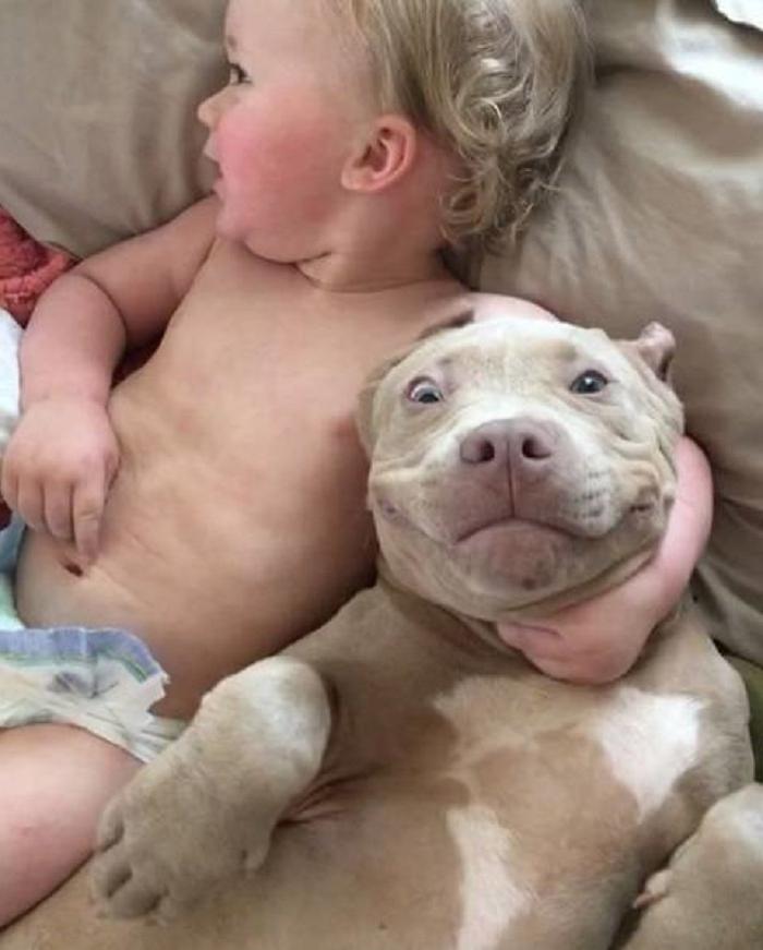 Отец фотографирует маленького сына с собакой, чтобы показать, что питбули не такие страшные, как о них говорят