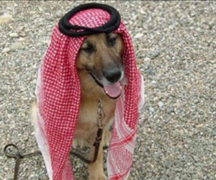 Друг человека в исламе: почему мусульманам нельзя держать собаку в доме