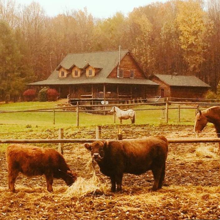Чтобы обниматься с коровой в течение часа, придется заплатить 75 долларов в отеле Mountain Horse Farm