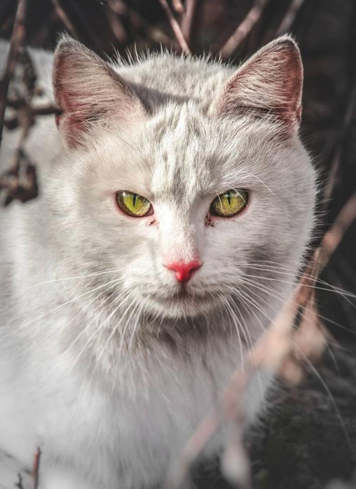 Фото белого кота 