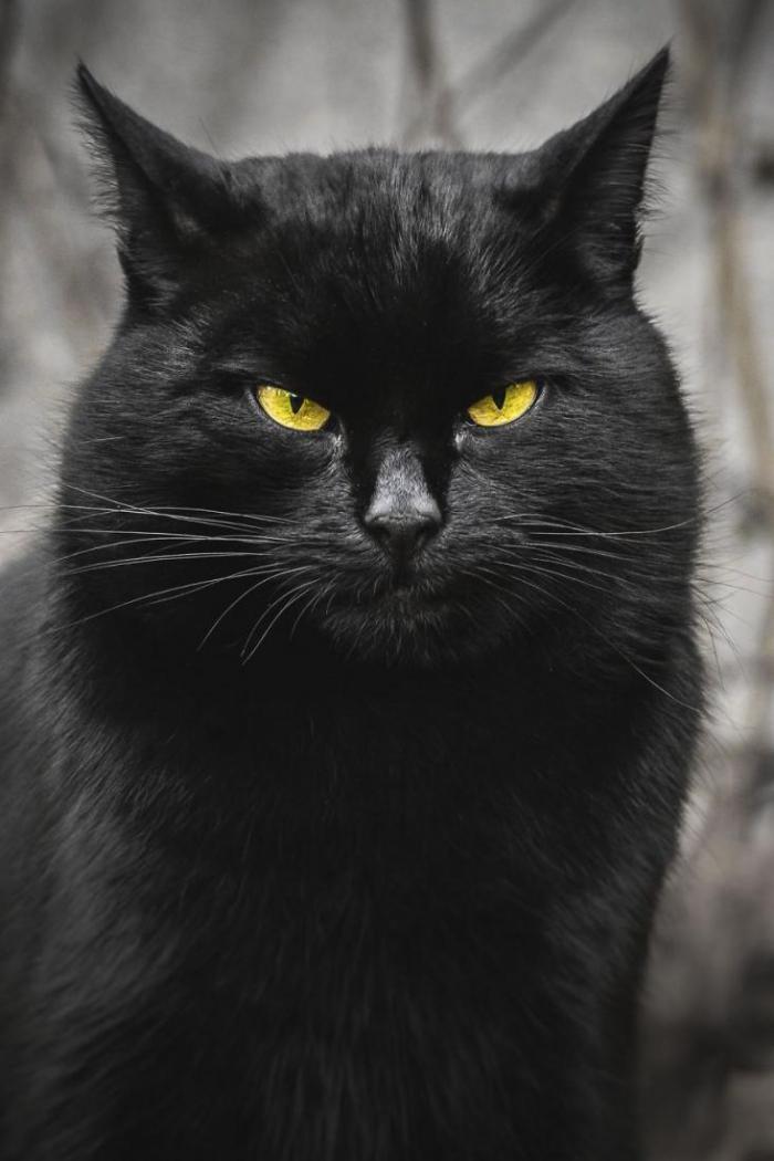 Портрет сурового кота 