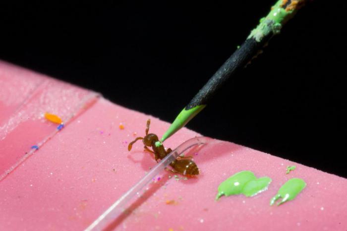 генетическая модификация муравьев