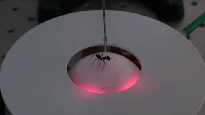 генетическая модификация муравьев
