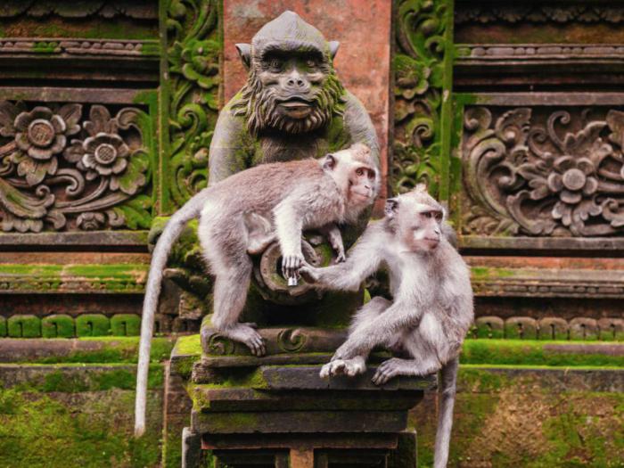Святилище обезьян