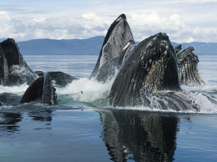 горбатые киты