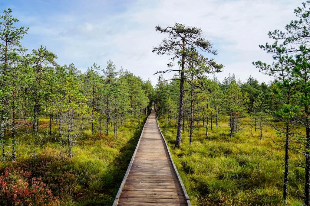 Морской город Пярну, остров Сааремаа, национальный парк Лахемаа: причины, почему стоит посетить Эстонию во время летнего отпуска