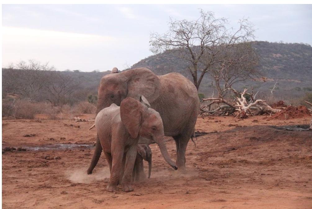 Спустя несколько лет после спасения слониха преподнесла прекрасный сюрприз своим бывшим воспитателям