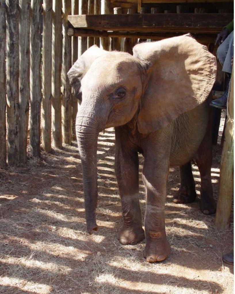Спустя несколько лет после спасения слониха преподнесла прекрасный сюрприз своим бывшим воспитателям