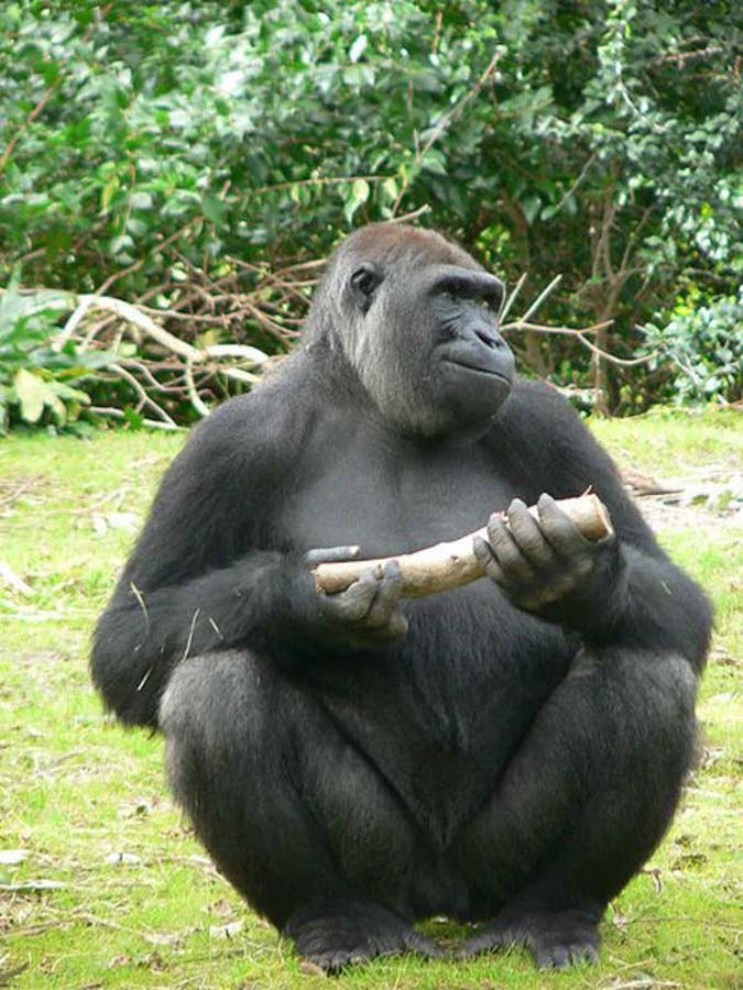 Жизнь среди горилл: зоолог везет новую жену в джунгли, чтобы познакомить ее со своими питомцами