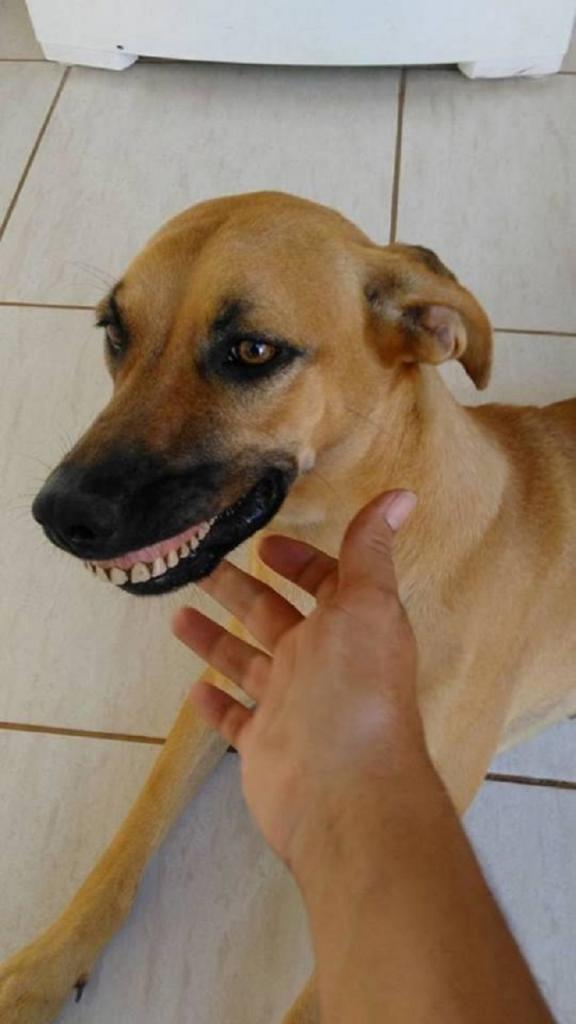 Собака в Бразилии удивила хозяина человеческой улыбкой: она нашла зубной протез