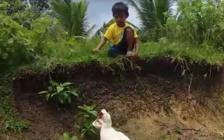 Умная утка пришла на помощь маленькому мальчику, который потерял обувь