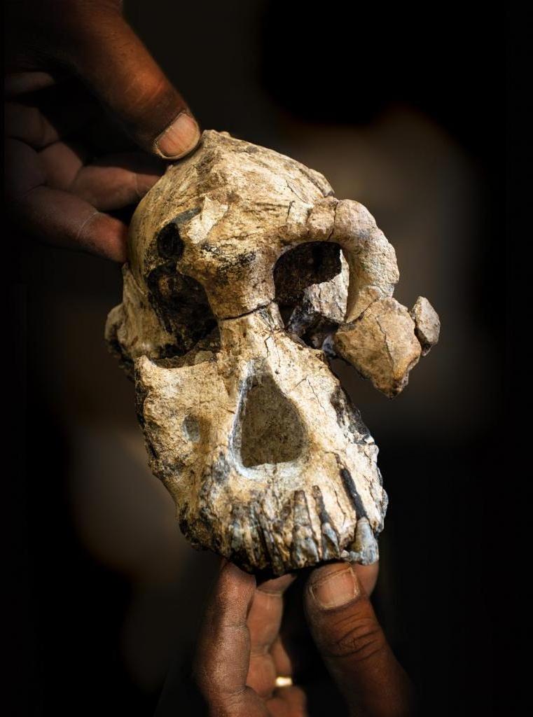 Антропологи установили, что найденному черепу предка гоминида на самом деле 3,8 миллиона лет. И это делает его самым старым черепом австралопитека из обнаруженных