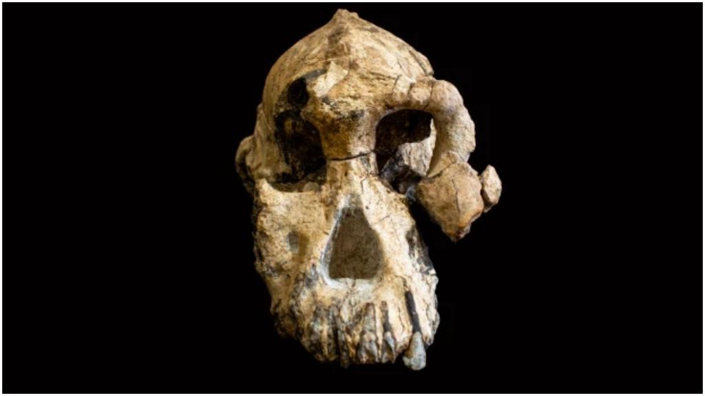 Он жил 3,8 миллиона лет назад: ученые воссоздали лицо древнейшего прямоходящего предка человека