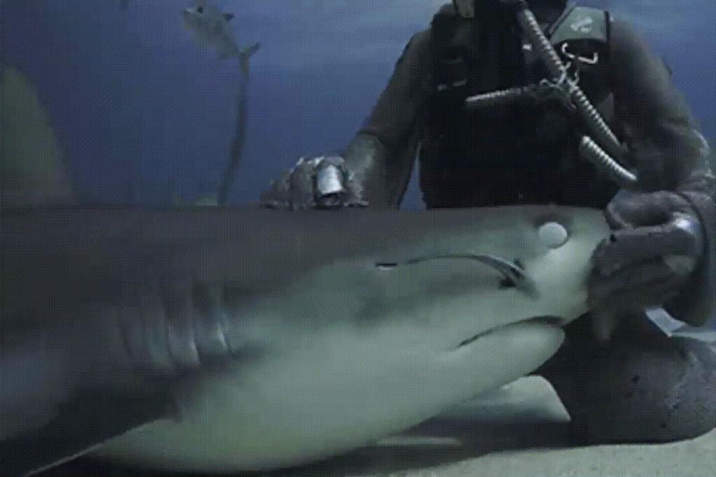 Как выглядит смелость: парень успокаивает акулу одним лишь прикосновением своей руки