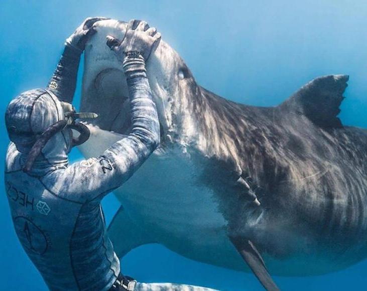 Как выглядит смелость: парень успокаивает акулу одним лишь прикосновением своей руки