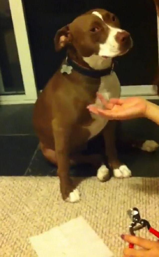 Хитрец: чтобы не подстригать когти, собака делает вид, что падает в обморок (видео)