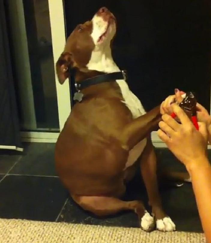 Хитрец: чтобы не подстригать когти, собака делает вид, что падает в обморок (видео)