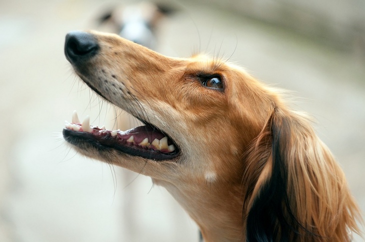 Хаски получили свое имя от слова "эскимос": какие истории кроются за названиями популярных пород собак