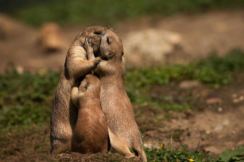 Родительская любовь самая сильная, и это относится не только к людям: фотографии животных, которые оберегают своих детенышей
