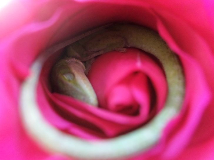 Милее котиков: ящерица, которая уснула в розовом бутоне, и еще несколько очаровательных фото из природы