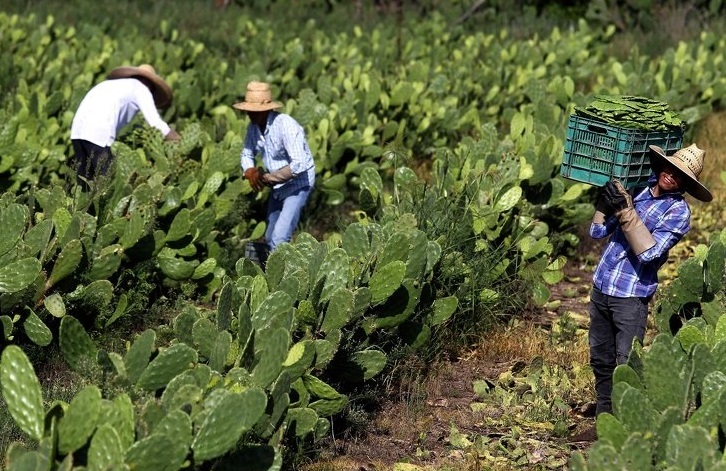 Решение проблемы глобального загрязнения: в Мексике создали биоразлагающийся пластик из кактуса