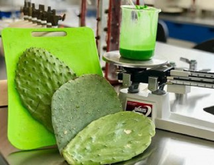 Решение проблемы глобального загрязнения: в Мексике создали биоразлагающийся пластик из кактуса