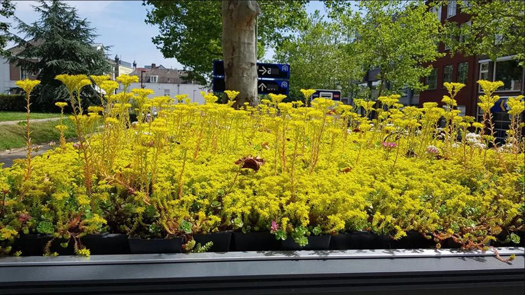 В Голландии с особым уважением относятся к пчелам: 320 обычных автобусных остановок были покрыты газоном и дикими растениями, чтобы насекомые могли добывать пыльцу