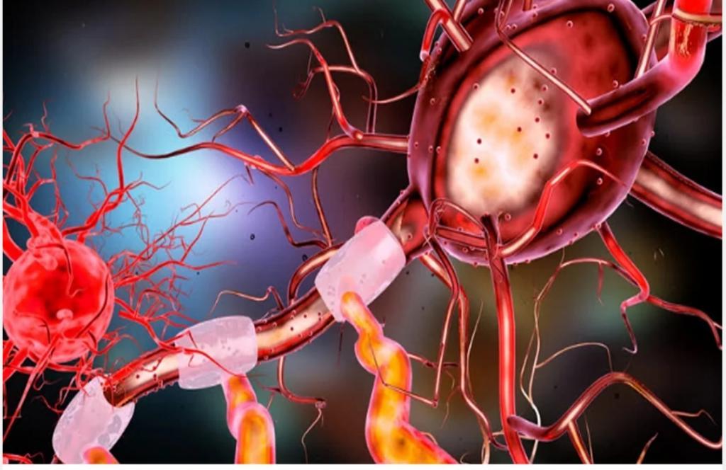 Внутри мозга нейронов гораздо больше, чем людей на всей планете: занимательные факты о нервной системе