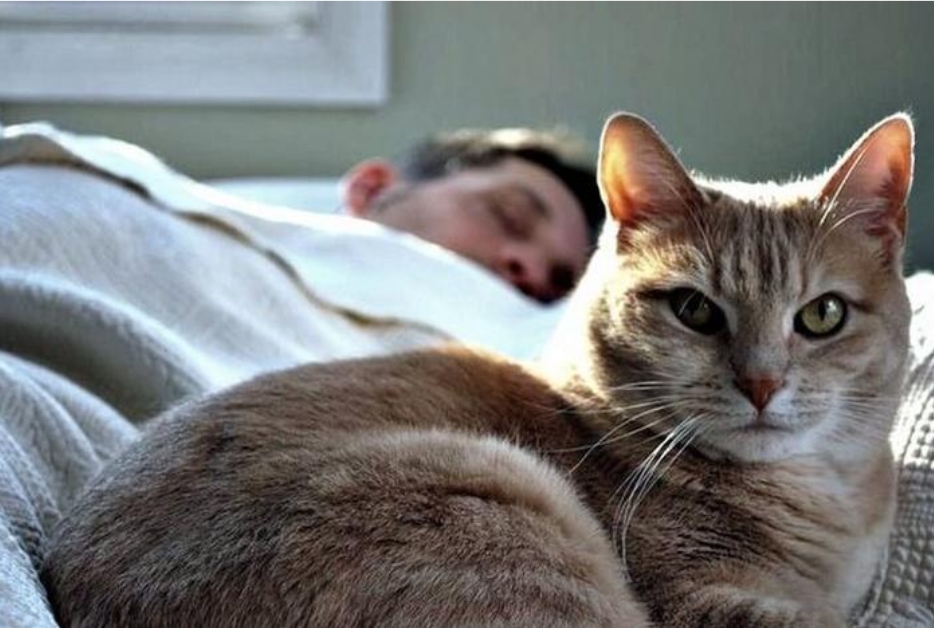 Самая известная примета о кошках говорит: «Где кот спит, там и болит». Действительно ли это так