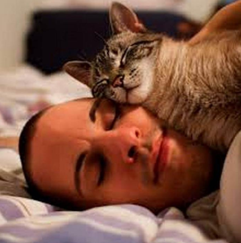 Самая известная примета о кошках говорит: «Где кот спит, там и болит». Действительно ли это так