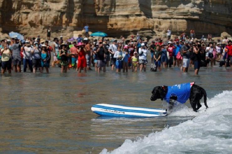 Калифорнийские собаки-серферы покорили интернет: фотоподборка питомцев-спортсменов, предпочитающих активный отдых