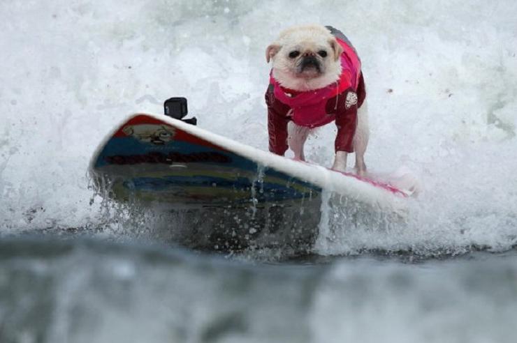 Калифорнийские собаки-серферы покорили интернет: фотоподборка питомцев-спортсменов, предпочитающих активный отдых