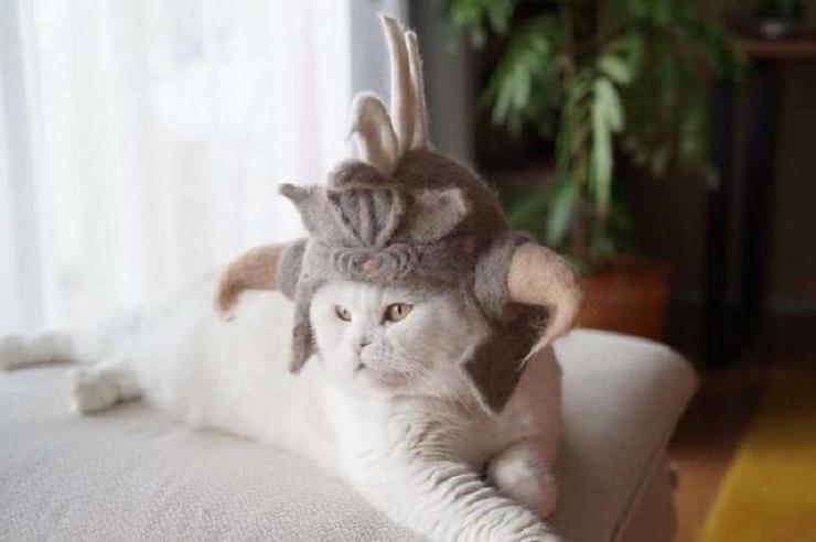 Милость зашкаливает. Художник создает шапки для котов из их собственной шерсти