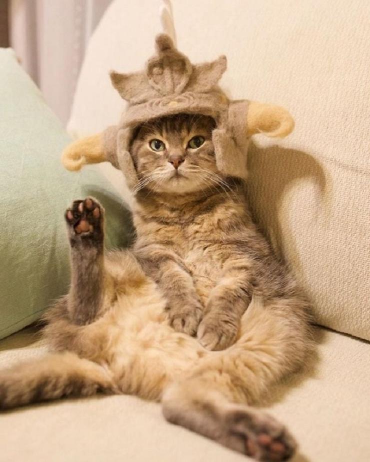 Милость зашкаливает. Художник создает шапки для котов из их собственной шерсти