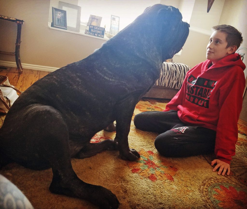 Мужчина купил щенка новой породы и даже не думал, что пес вырастет таким огромным