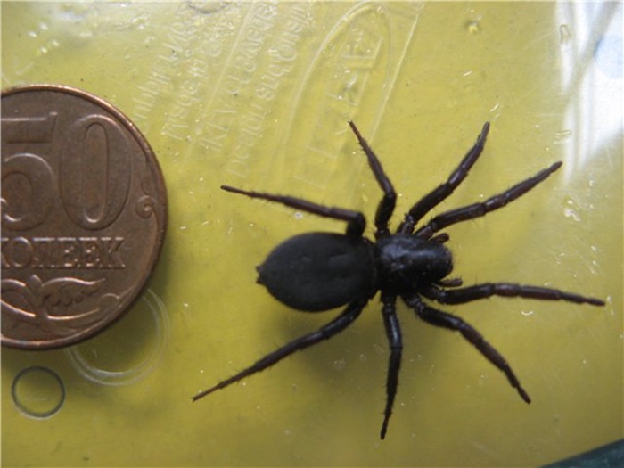 Маленькие черные пауки в доме фото