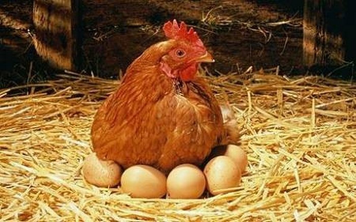 Вегетарианцам теперь можно есть яйца. Но только те, что производит завод в Дели