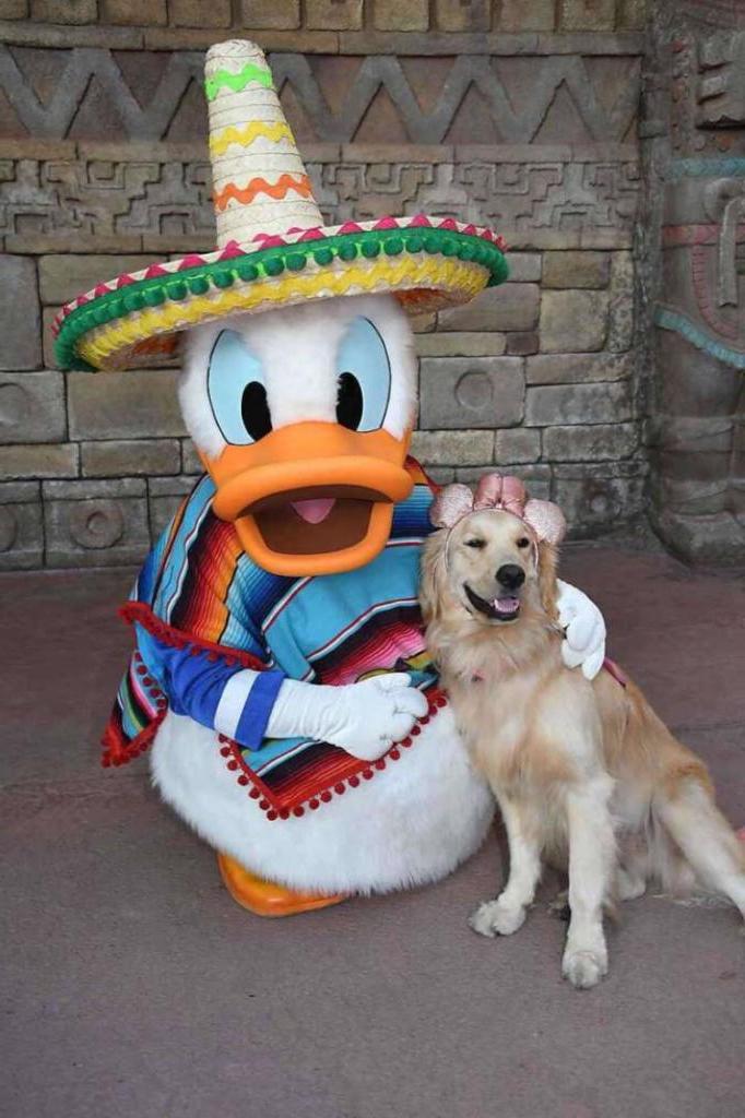 Собака обожает Дональда Дака из мультфильма. Увидев его вживую, не смогла просто пройти мимо. Получились очень милые фото